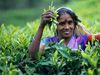 Tea factory & Plantation in Sri Lanka